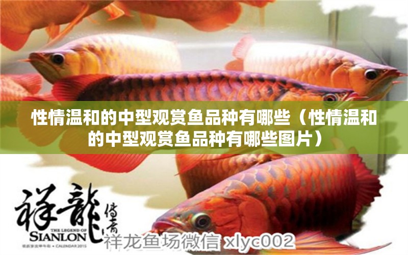 性情溫和的中型觀賞魚(yú)品種有哪些（性情溫和的中型觀賞魚(yú)品種有哪些圖片）