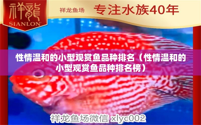 性情溫和的小型觀賞魚(yú)品種排名（性情溫和的小型觀賞魚(yú)品種排名榜）