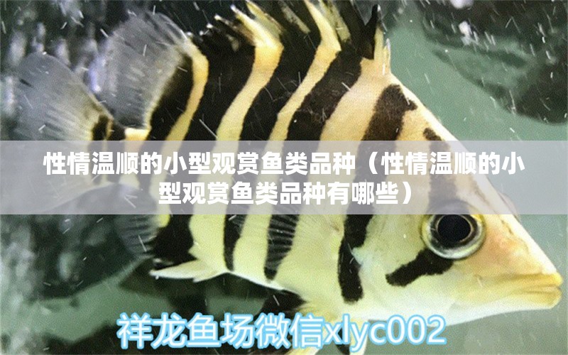 性情溫順的小型觀賞魚(yú)類品種（性情溫順的小型觀賞魚(yú)類品種有哪些） 小型觀賞魚(yú)