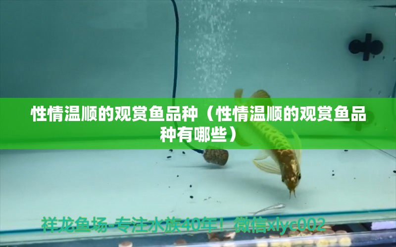 性情溫順的觀賞魚品種（性情溫順的觀賞魚品種有哪些）