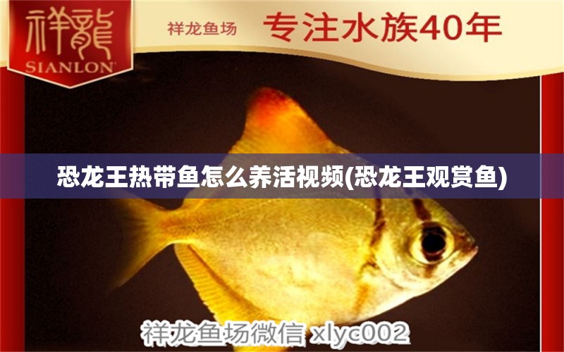 恐龍王熱帶魚怎么養(yǎng)活視頻(恐龍王觀賞魚)