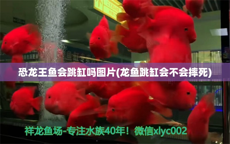 恐龍王魚會(huì)跳缸嗎圖片(龍魚跳缸會(huì)不會(huì)摔死) 恐龍王魚