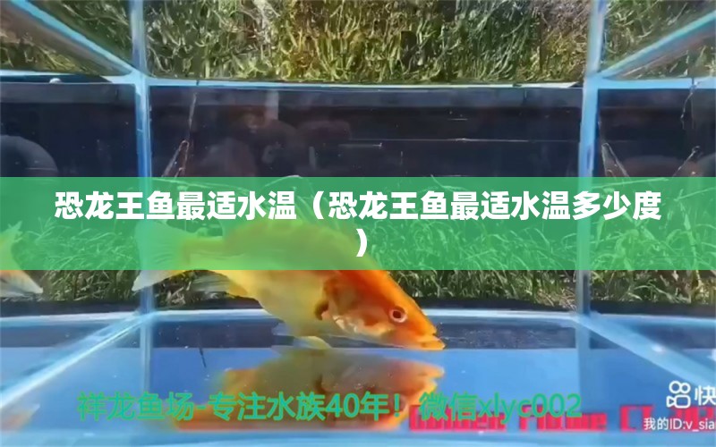 恐龍王魚最適水溫（恐龍王魚最適水溫多少度）