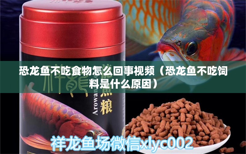 恐龍魚不吃食物怎么回事視頻（恐龍魚不吃飼料是什么原因） 觀賞魚批發(fā)