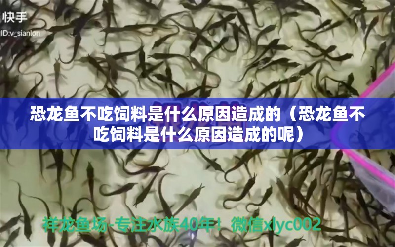 恐龍魚不吃飼料是什么原因造成的（恐龍魚不吃飼料是什么原因造成的呢）