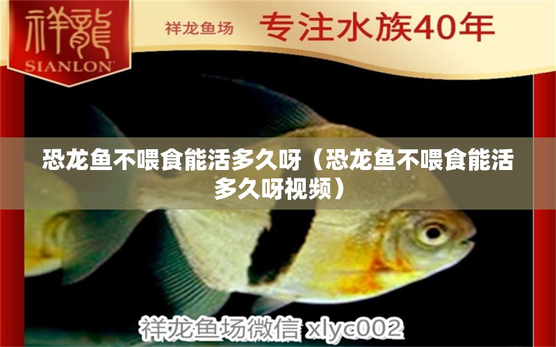 恐龍魚不喂食能活多久呀（恐龍魚不喂食能活多久呀視頻）