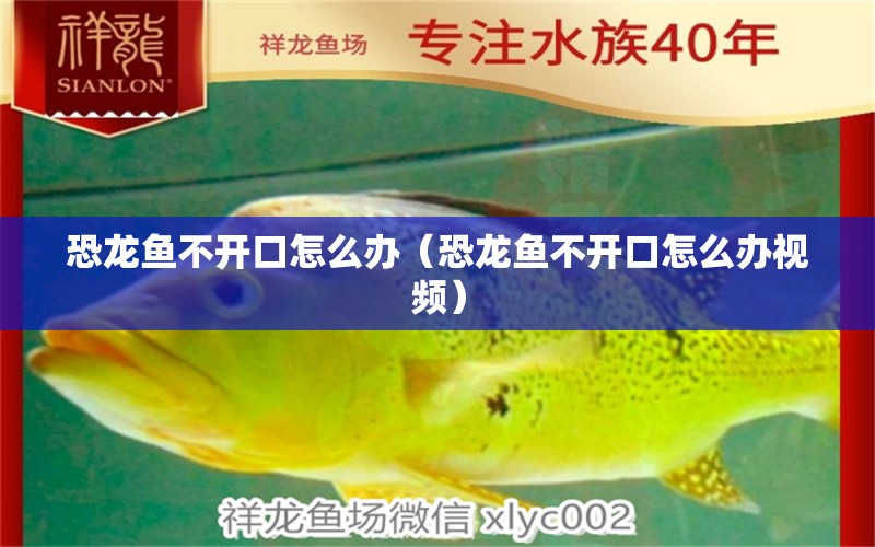 恐龍魚(yú)不開(kāi)口怎么辦（恐龍魚(yú)不開(kāi)口怎么辦視頻）