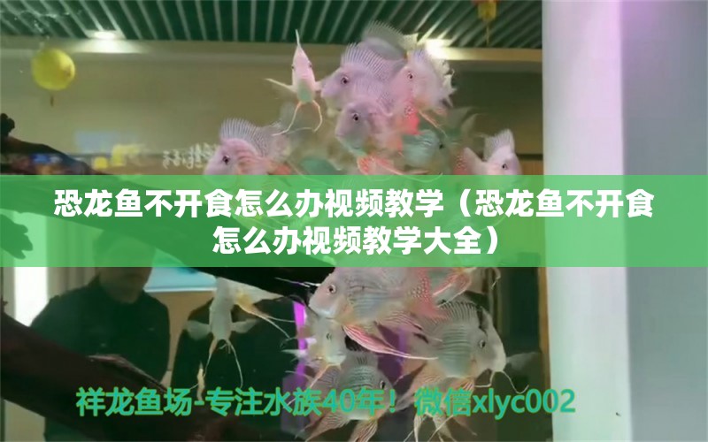 恐龍魚不開食怎么辦視頻教學(xué)（恐龍魚不開食怎么辦視頻教學(xué)大全）