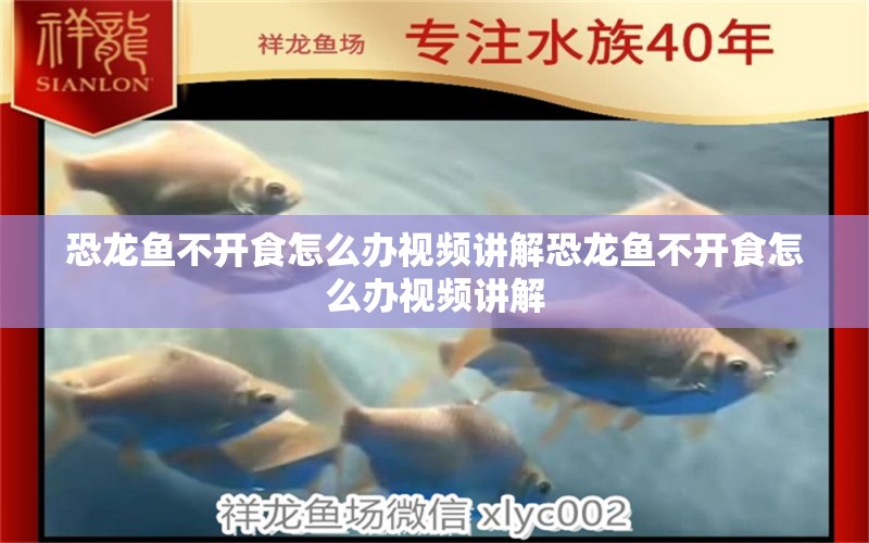 恐龍魚不開食怎么辦視頻講解恐龍魚不開食怎么辦視頻講解