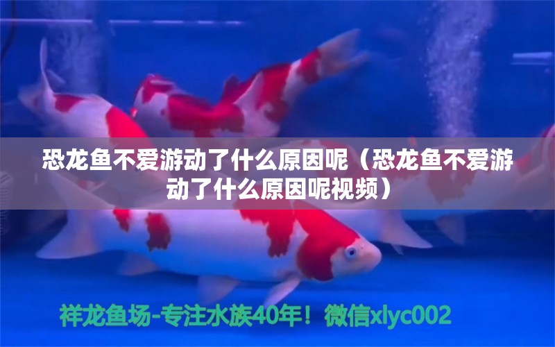 恐龍魚不愛游動了什么原因呢（恐龍魚不愛游動了什么原因呢視頻）