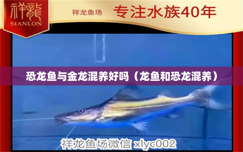 恐龍魚與金龍混養(yǎng)好嗎（龍魚和恐龍混養(yǎng)） 觀賞魚批發(fā)