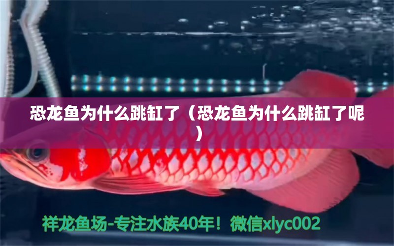 恐龍魚(yú)為什么跳缸了（恐龍魚(yú)為什么跳缸了呢） 祥龍水族醫(yī)院