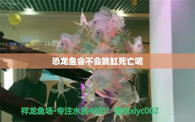 恐龍魚會不會跳缸死亡呢 祥龍魚場