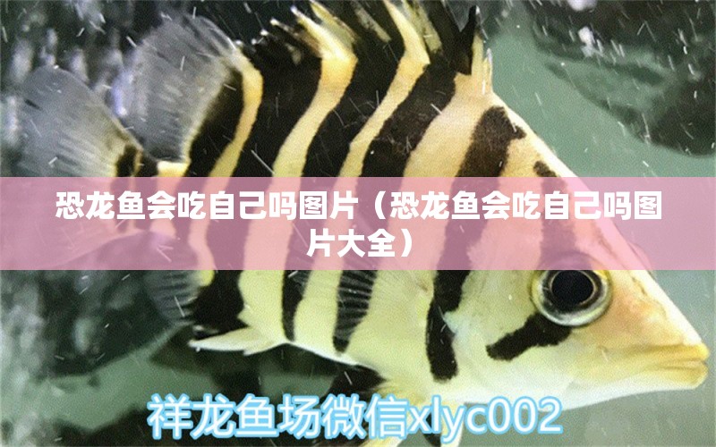 恐龍魚(yú)會(huì)吃自己?jiǎn)釄D片（恐龍魚(yú)會(huì)吃自己?jiǎn)釄D片大全） 祥龍魚(yú)場(chǎng)