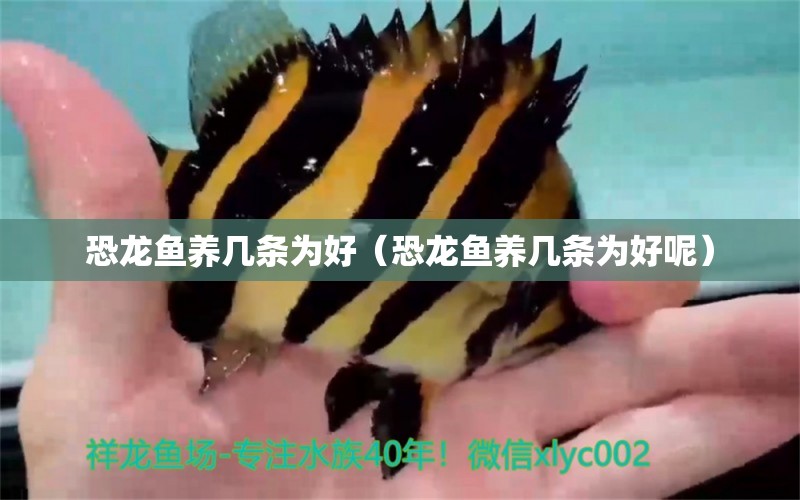 恐龍魚養(yǎng)幾條為好（恐龍魚養(yǎng)幾條為好呢） 龍魚專用燈