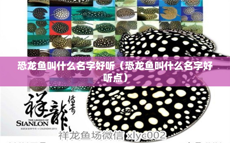 恐龍魚叫什么名字好聽（恐龍魚叫什么名字好聽點） 觀賞魚市場（混養(yǎng)魚）