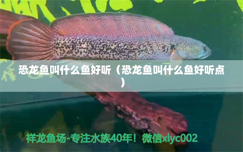 恐龍魚叫什么魚好聽（恐龍魚叫什么魚好聽點(diǎn)）