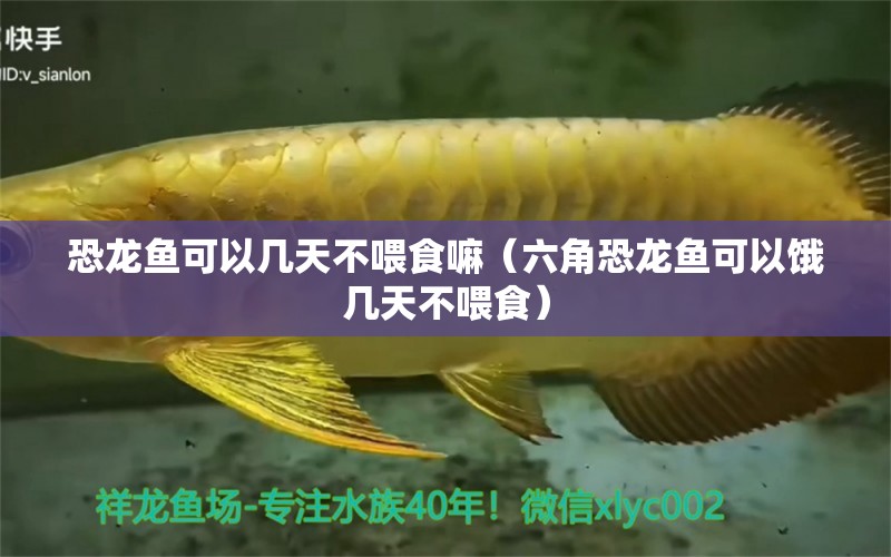 恐龍魚可以幾天不喂食嘛（六角恐龍魚可以餓幾天不喂食） 印尼四紋虎