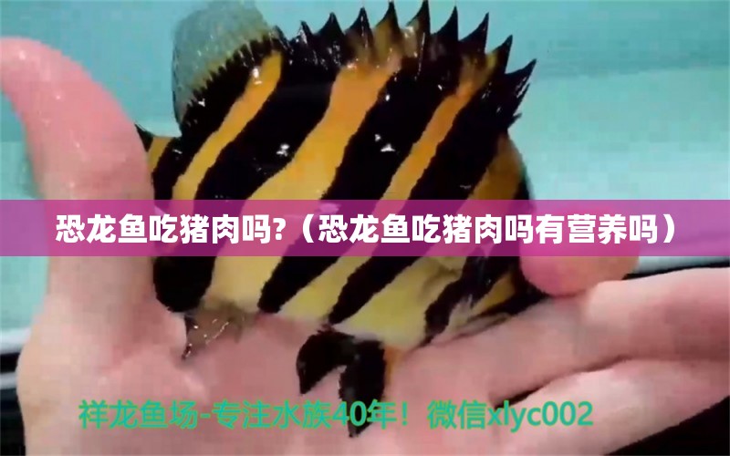 恐龍魚(yú)吃豬肉嗎?（恐龍魚(yú)吃豬肉嗎有營(yíng)養(yǎng)嗎）