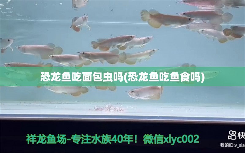 恐龍魚吃面包蟲嗎(恐龍魚吃魚食嗎) 黃金鴨嘴魚