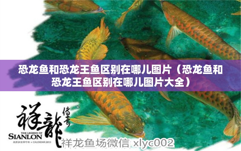 恐龍魚和恐龍王魚區(qū)別在哪兒圖片（恐龍魚和恐龍王魚區(qū)別在哪兒圖片大全）