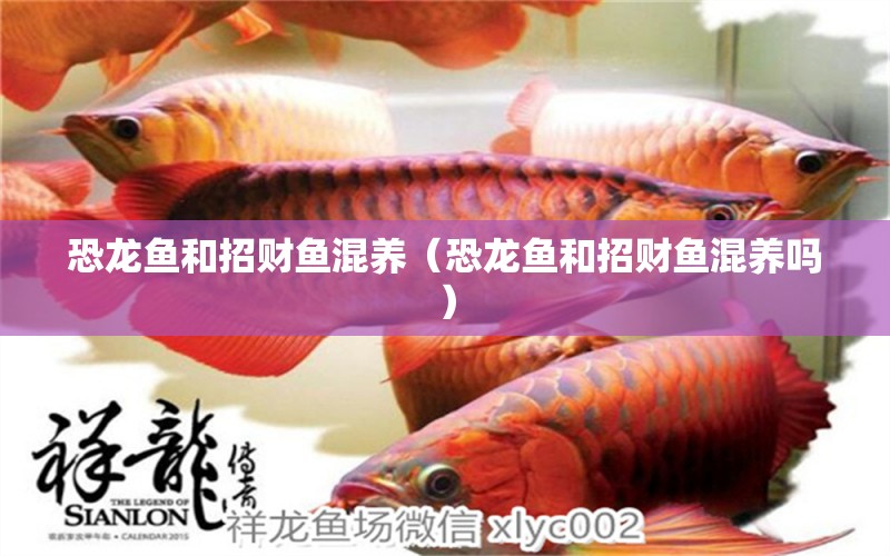 恐龍魚和招財(cái)魚混養(yǎng)（恐龍魚和招財(cái)魚混養(yǎng)嗎） 溫控設(shè)備