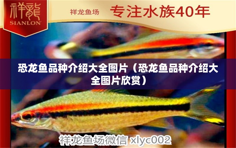 恐龍魚品種介紹大全圖片（恐龍魚品種介紹大全圖片欣賞） 祥龍水族醫(yī)院