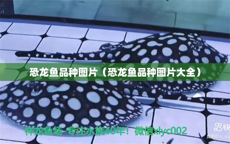 恐龍魚品種圖片（恐龍魚品種圖片大全）