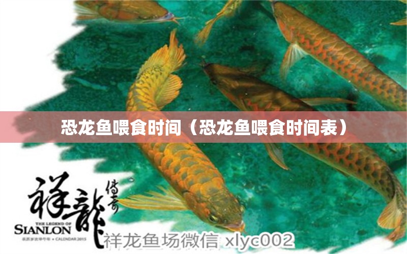 恐龍魚喂食時間（恐龍魚喂食時間表）