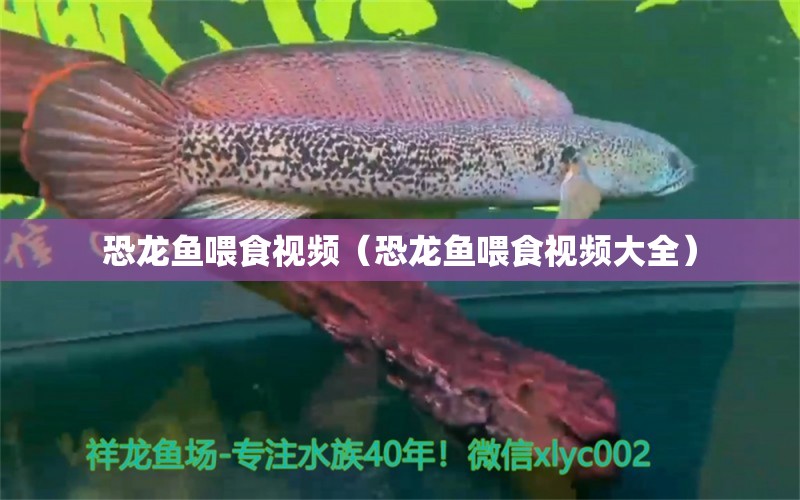 恐龍魚喂食視頻（恐龍魚喂食視頻大全） 水族雜談