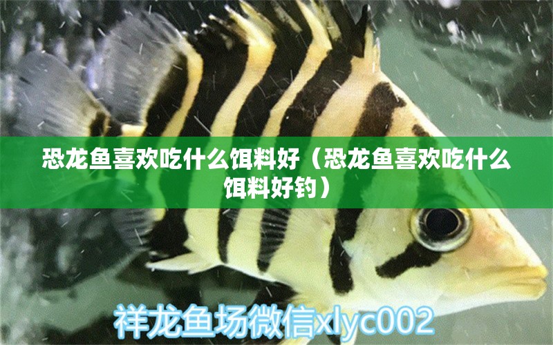 恐龍魚喜歡吃什么餌料好（恐龍魚喜歡吃什么餌料好釣） 垂釣樂園