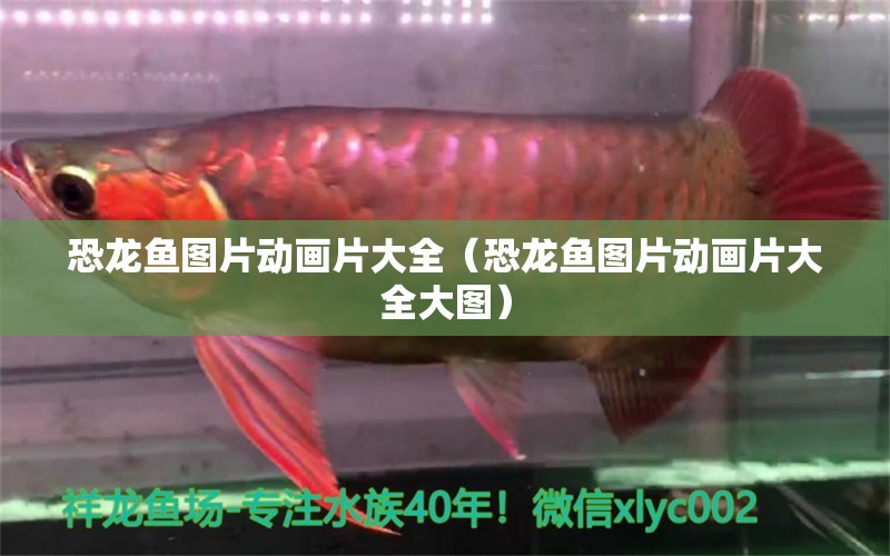 恐龍魚圖片動畫片大全（恐龍魚圖片動畫片大全大圖） 祥龍水族醫(yī)院