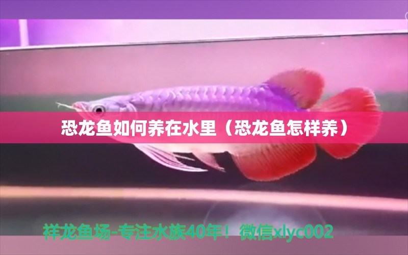 恐龍魚如何養(yǎng)在水里（恐龍魚怎樣養(yǎng)）