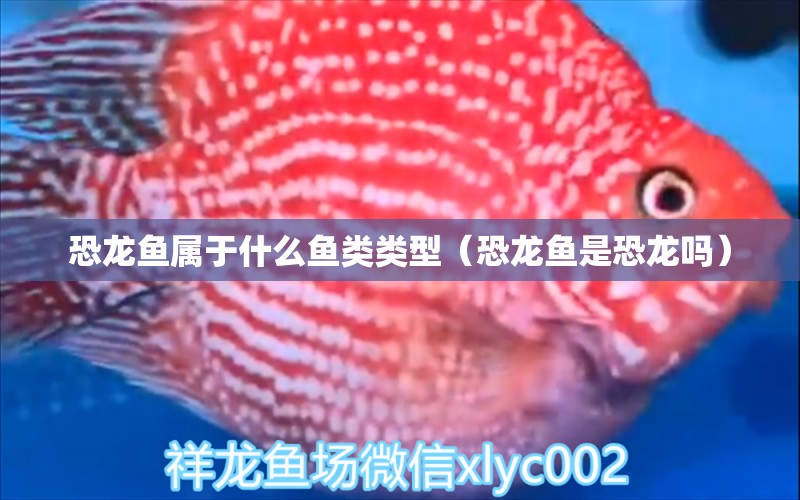 恐龍魚屬于什么魚類類型（恐龍魚是恐龍嗎） 圣菲埃及魚