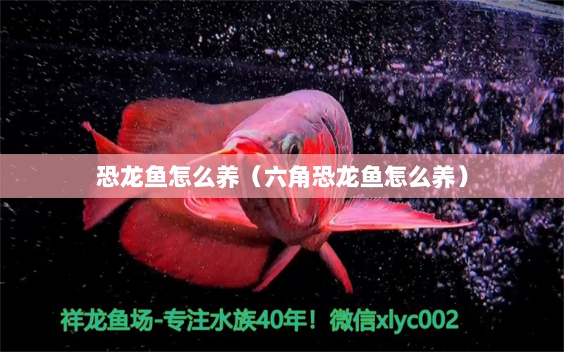 恐龍魚怎么養(yǎng)（六角恐龍魚怎么養(yǎng)） 黃金河虎魚