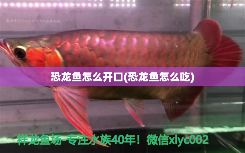 恐龍魚怎么開口(恐龍魚怎么吃)