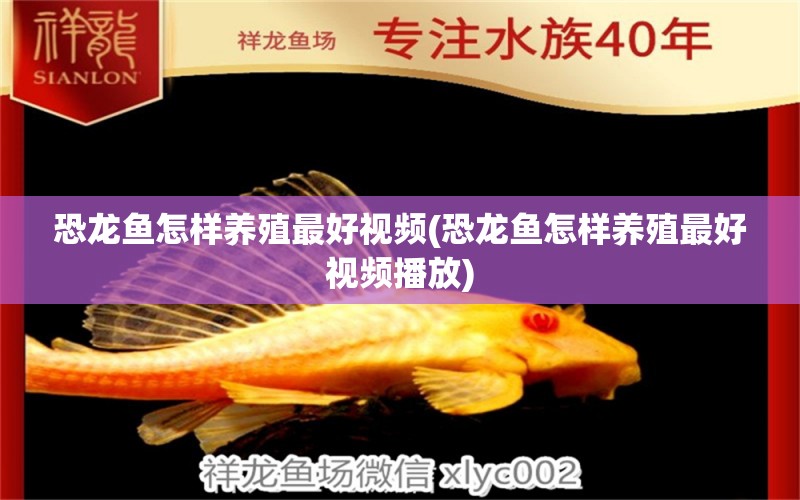 恐龍魚怎樣養(yǎng)殖最好視頻(恐龍魚怎樣養(yǎng)殖最好視頻播放) 黑影道人魚