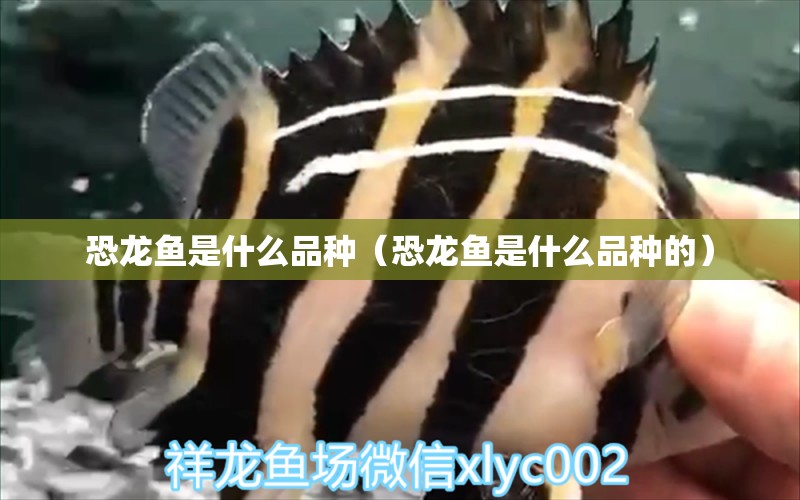 恐龍魚是什么品種（恐龍魚是什么品種的） 觀賞魚進(jìn)出口