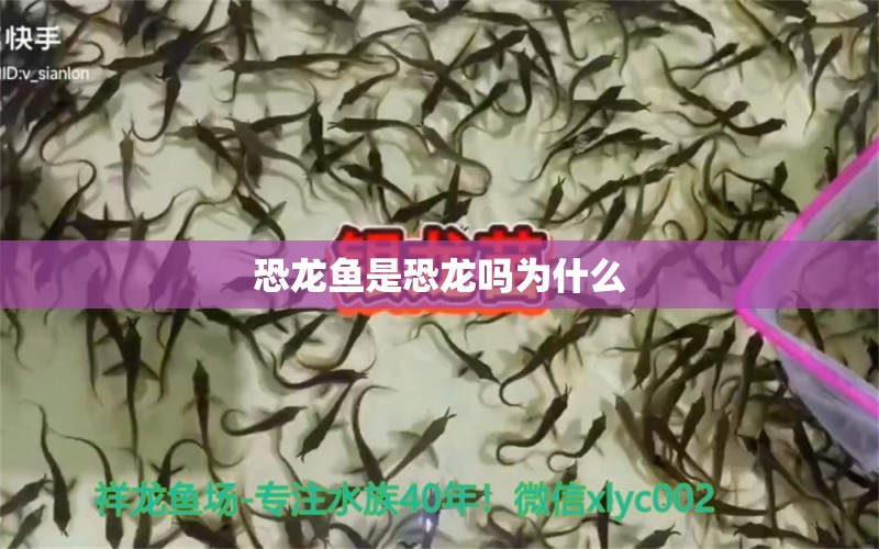 恐龍魚是恐龍嗎為什么