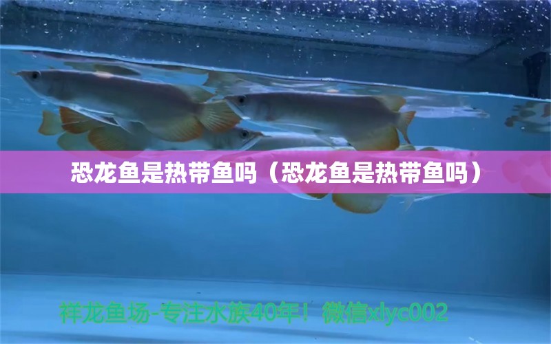 恐龍魚是熱帶魚嗎（恐龍魚是熱帶魚嗎） 廣州龍魚批發(fā)市場(chǎng)