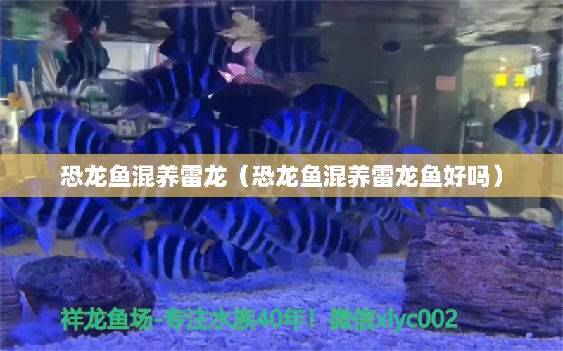 恐龍魚混養(yǎng)雷龍（恐龍魚混養(yǎng)雷龍魚好嗎） 蝴蝶鯉