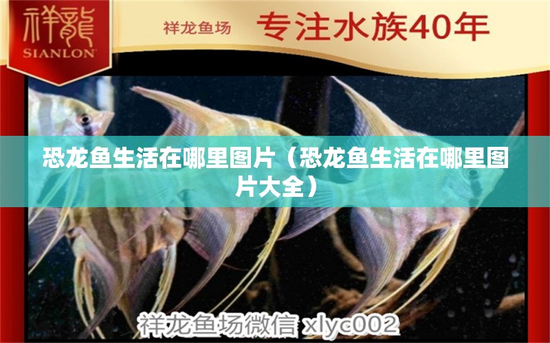 恐龍魚生活在哪里圖片（恐龍魚生活在哪里圖片大全）