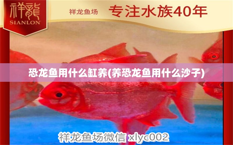 恐龍魚用什么缸養(yǎng)(養(yǎng)恐龍魚用什么沙子) 觀賞魚水族批發(fā)市場