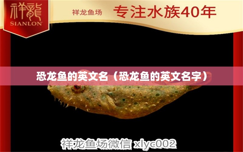 恐龍魚的英文名（恐龍魚的英文名字） 祥龍水族醫(yī)院