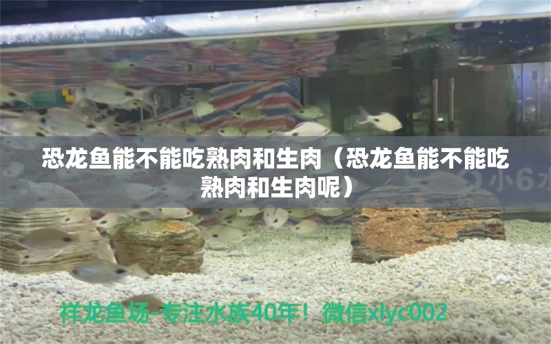 恐龍魚能不能吃熟肉和生肉（恐龍魚能不能吃熟肉和生肉呢）