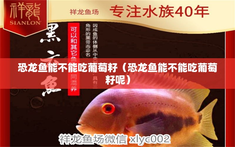 恐龍魚能不能吃葡萄籽（恐龍魚能不能吃葡萄籽呢） 祥龍水族醫(yī)院