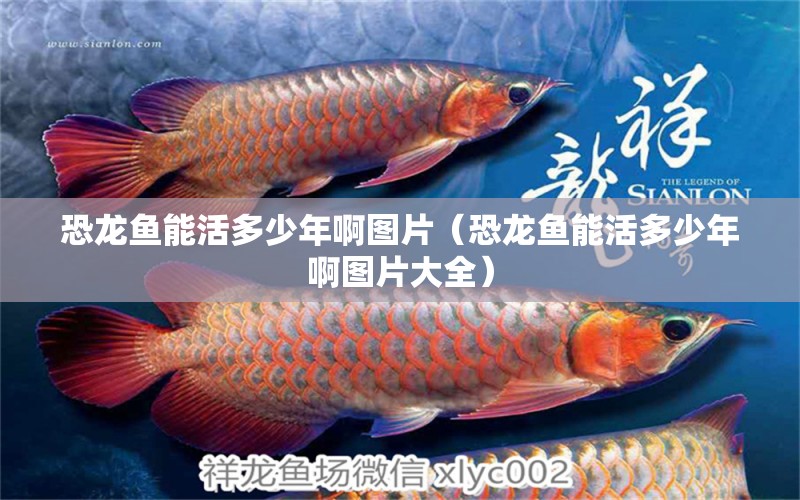 恐龍魚(yú)能活多少年啊圖片（恐龍魚(yú)能活多少年啊圖片大全） 祥龍水族醫(yī)院