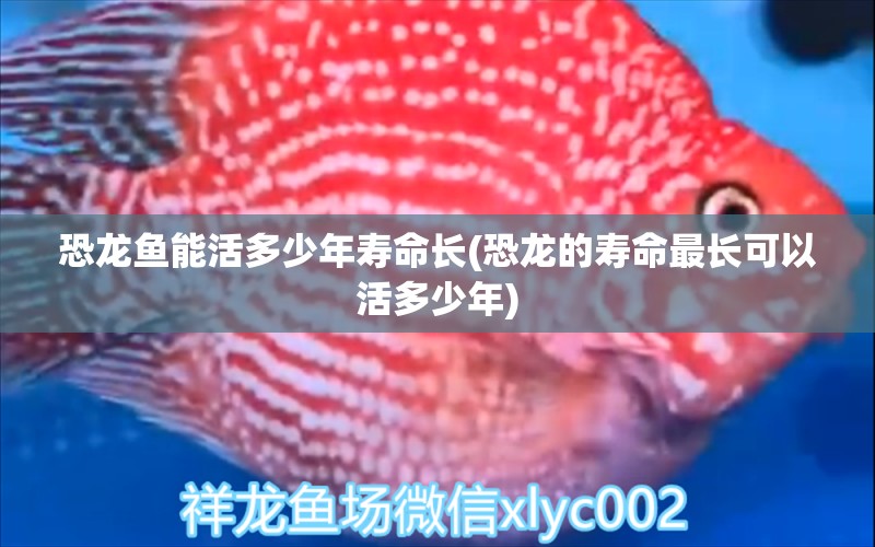 恐龍魚能活多少年壽命長(恐龍的壽命最長可以活多少年) 泰龐海鰱魚