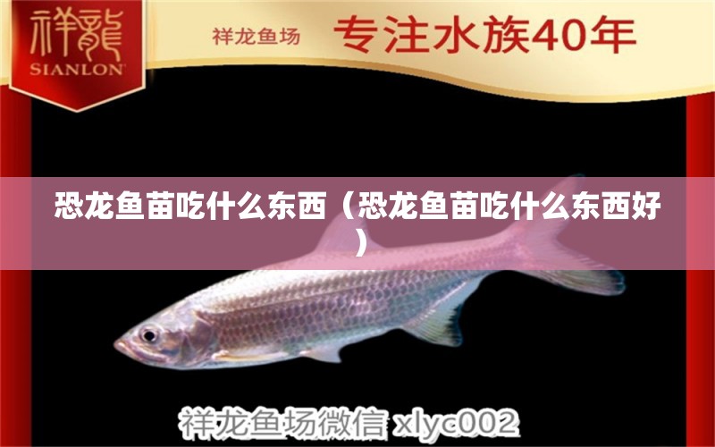 恐龍魚苗吃什么東西（恐龍魚苗吃什么東西好） 斑馬狗頭魚