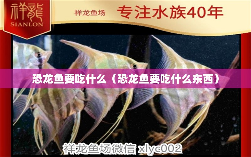 恐龍魚要吃什么（恐龍魚要吃什么東西）